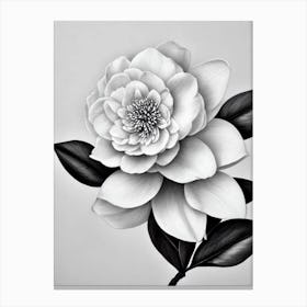 Camellia B&W Pencil 2 Flower Canvas Print