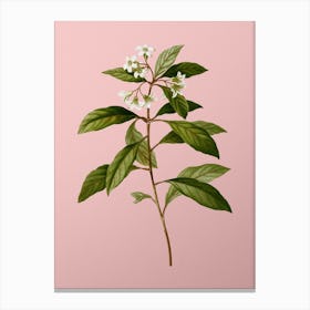 Vintage Sweet Pittosporum Branch Botanical on Soft Pink n.0162 Canvas Print