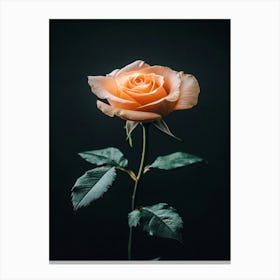 Single Rose On Black Background 36 Canvas Print