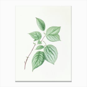 Mint Leaf Illustration 3 Canvas Print