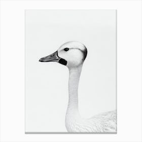 Goose B&W Pencil Drawing 1 Bird Canvas Print