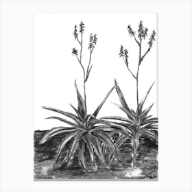 Charcoal Aloes Canvas Print