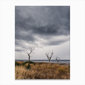 Dead Trees On The Beach Canvas Print