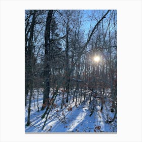 Sun Shines Through The Woods Canvas Print