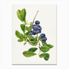 Blueberries On A Branch Canvas Print