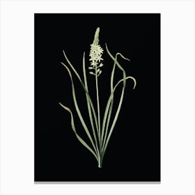 Vintage Wild Asparagus Botanical Illustration on Solid Black Canvas Print