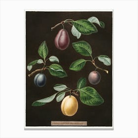 Four Plums Canvas Print