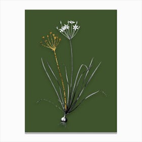 Vintage Allium Straitum Black and White Gold Leaf Floral Art on Olive Green n.0397 Canvas Print