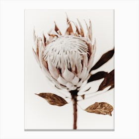 Protea Flower 4 Canvas Print