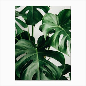 Monstera Plant 4 Canvas Print