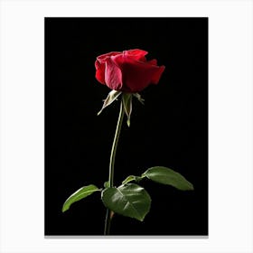 Single Red Rose On Black Background 34 Canvas Print