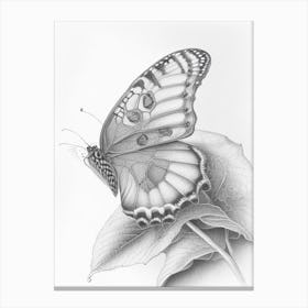 Comma Butterfly Greyscale Sketch 2 Canvas Print