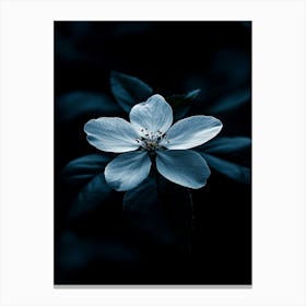 White Flower In The Dark 4 Canvas Print