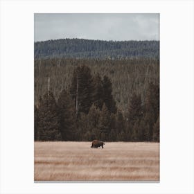 Bison In Meadow Canvas Print