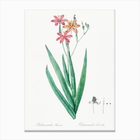 Blackberry Lily Illustration From Les Liliacées, Pierre Joseph Redouté Canvas Print