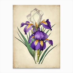 Purple Iris Canvas Print