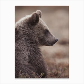 Baby Grizzly Bear Canvas Print