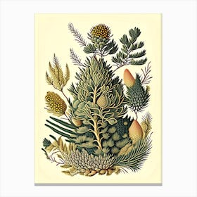 Running Pine Wildflower Vintage Botanical Canvas Print