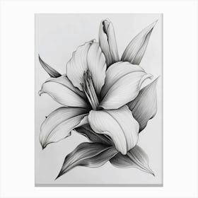 Lily bw Canvas Print