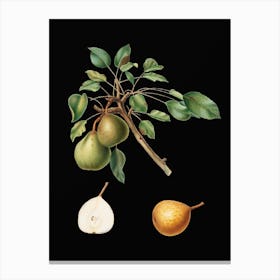 Vintage Pear Botanical Illustration on Solid Black Canvas Print