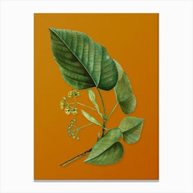 Vintage Linden Tree Branch Botanical on Sunset Orange n.0573 Canvas Print