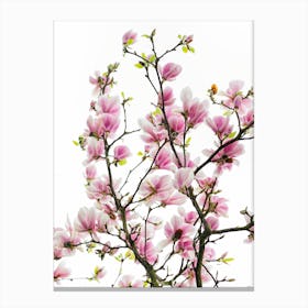Pink Magnolia Branches Canvas Print