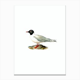 Vintage Little Gull Bird Illustration on Pure White n.0217 Canvas Print