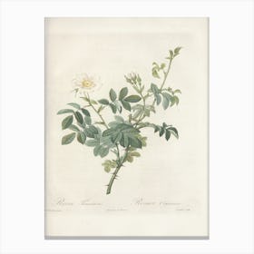 Rose Illustration, Pierre Joseph Redoute, Pierre Joseph Redoute (113) Canvas Print