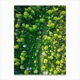 Aerial View Captures The Canopy Of A Lush Green Forest In The Throes Of Spring New Leaves Unfurling (1) Canvas Print