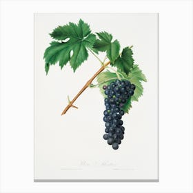 Black Aleatico Grape (Vitis Vinifera) From Pomona Italiana (1817 - 1839), Giorgio Gallesio Canvas Print