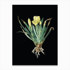 Vintage Crimean Iris Botanical Illustration on Solid Black n.0516 Canvas Print