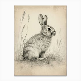 English Lop Drawing 3 Canvas Print