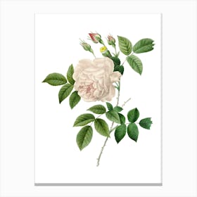 Vintage Rosa Indica Botanical Illustration on Pure White n.0957 Canvas Print