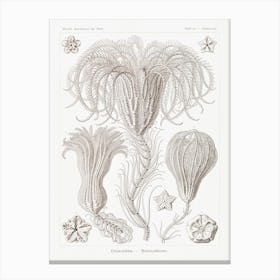 Crinoidea–Palmensterne, Ernst Haeckel Canvas Print