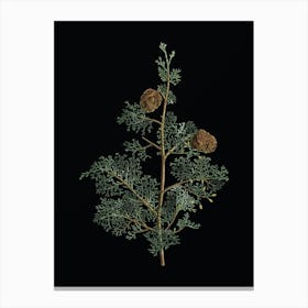 Vintage Mediterranean Cypress Botanical Illustration on Solid Black n.0235 Canvas Print