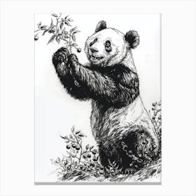 Giant Panda Standing And Reaching For Berries Ink Illustration 4 Canvas Print