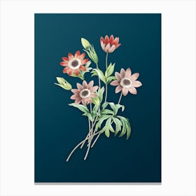 Vintage Broad Leaved Anemone Botanical Art on Teal Blue n.0963 Canvas Print