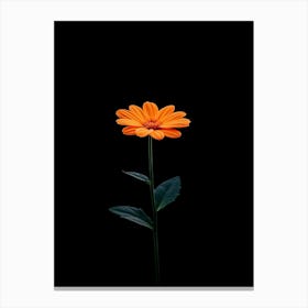 Single Orange Flower On Black Background 9 Canvas Print