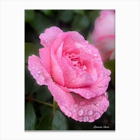 Pink Rose With Raindrops - Photography Canvas Print