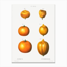 6 Types Of Oranges, Pierre Joseph Redoute Canvas Print