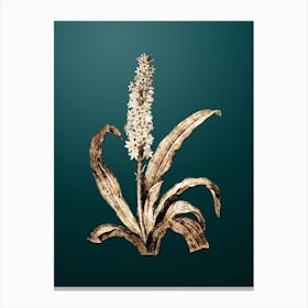 Gold Botanical Eucomis Punctata on Dark Teal n.2543 Canvas Print