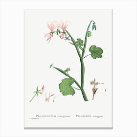 Pelargonium Tetragonum, Pierre Joseph Redoute Canvas Print