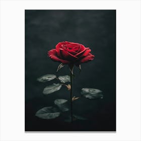 Dark Rose 119 Canvas Print