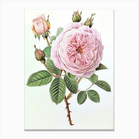 English Roses Painting Detailed Botanical 3 Canvas Print