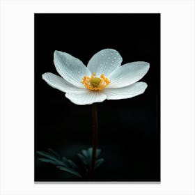 White Anemone Flower 9 Canvas Print