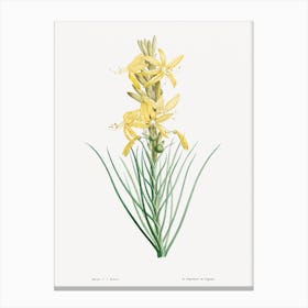 Yellow Asphodel, Pierre Joseph Redoute 1 Canvas Print