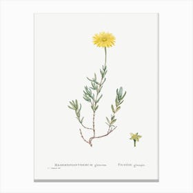 Mesembryanthemum Glaucum, Pierre Joseph Redoute Canvas Print