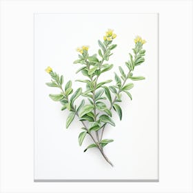 Thyme Vintage Botanical Herbs 2 Canvas Print