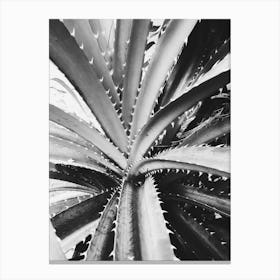 Black And White Agave Plant Canvas Print