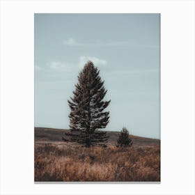 Open Range Pine Tree Canvas Print